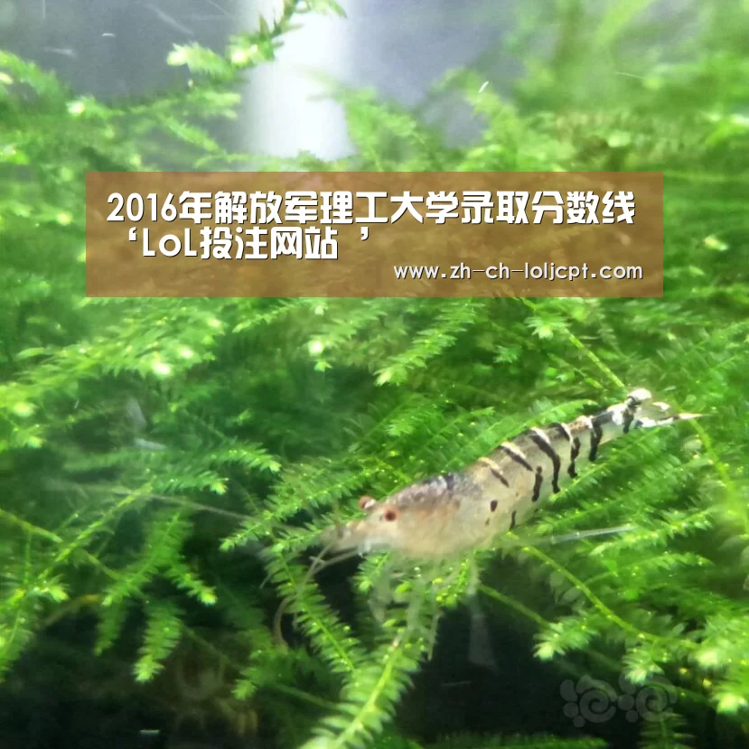2016年解放军理工大学录取分数线‘LoL投注网站 ’(图2) 2026年最佳英雄联盟投注网站